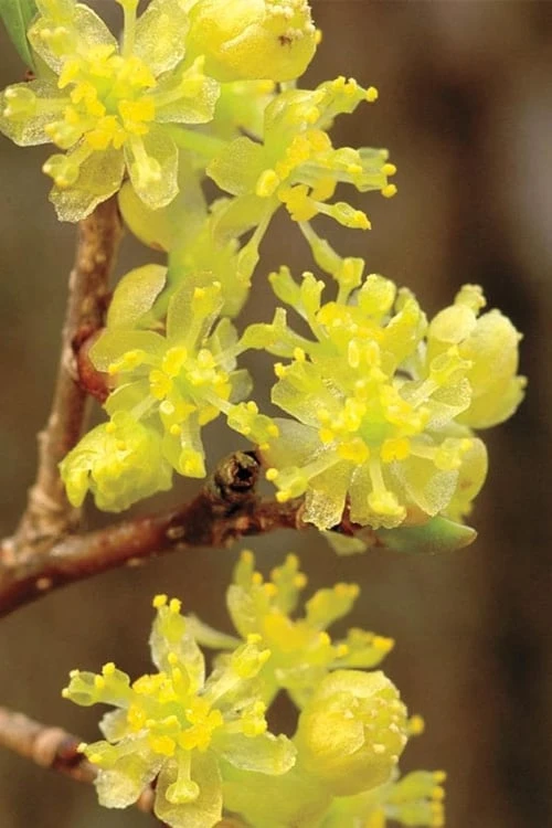 Spicebush (Lindera Benzoin) - 2.5 Gallon Pot 1 Spicebush (Lindera Benzoin) - 2.5 Gallon Pot