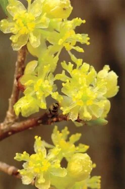 Spicebush (Lindera Benzoin) - 3 Gallon Pot