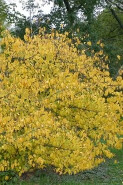 Spicebush (Lindera Benzoin) - 1 Gallon Pot -Wilson Bros Gardens lindera benzoin yellow spicebush 21 3