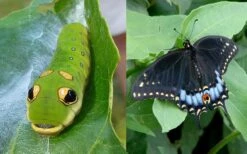 Spicebush (Lindera Benzoin) - 2.5 Gallon Pot 16 Spicebush (Lindera Benzoin) - 2.5 Gallon Pot -Wilson Bros Gardens lindera benzoin yellow spicebush 23 2