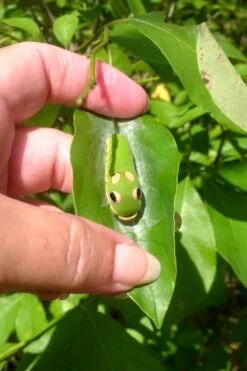 Spicebush (Lindera Benzoin) - 1 Gallon Pot -Wilson Bros Gardens lindera benzoin yellow spicebush 7 3