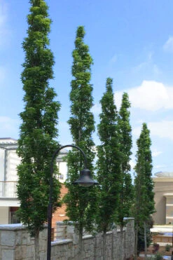 Slender Silhouette Sweetgum Tree - 3 Gallon Pot -Wilson Bros Gardens liquidambar styraciflua slender silhouette sweetgum tree 3