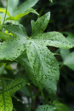 Slender Silhouette Sweetgum Tree - 3 Gallon Pot -Wilson Bros Gardens liquidambar styraciflua slender silhouette sweetgum tree 4