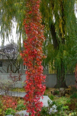 Slender Silhouette Sweetgum Tree - 3 Gallon Pot -Wilson Bros Gardens liquidambar styraciflua slender silhouette sweetgum tree 5
