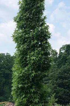 Slender Silhouette Sweetgum Tree - 3 Gallon Pot -Wilson Bros Gardens liquidambar styraciflua slender silhouette sweetgum tree 7