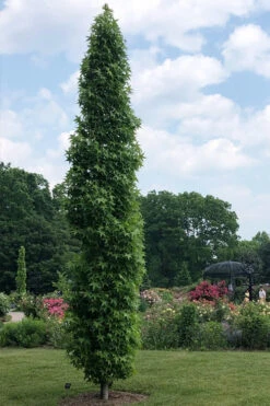 Slender Silhouette Sweetgum Tree - 3 Gallon Pot -Wilson Bros Gardens liquidambar styraciflua slender silhouette sweetgum tree 8