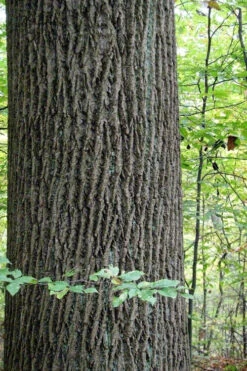 Tulip Poplar Tree (Liriodendron Tulipifera) - 3 Pack Of 1.5 Quart Pots 20 Tulip Poplar Tree (Liriodendron Tulipifera) - 3 Pack Of 1.5 Quart Pots -Wilson Bros Gardens liriodendron tulipifera yellow tulip poplar flower 11 3