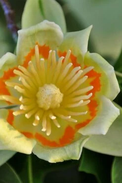 Tulip Poplar Tree (Liriodendron Tulipifera) - 3 Pack Of 1.5 Quart Pots -Wilson Bros Gardens liriodendron tulipifera yellow tulip poplar flower 12