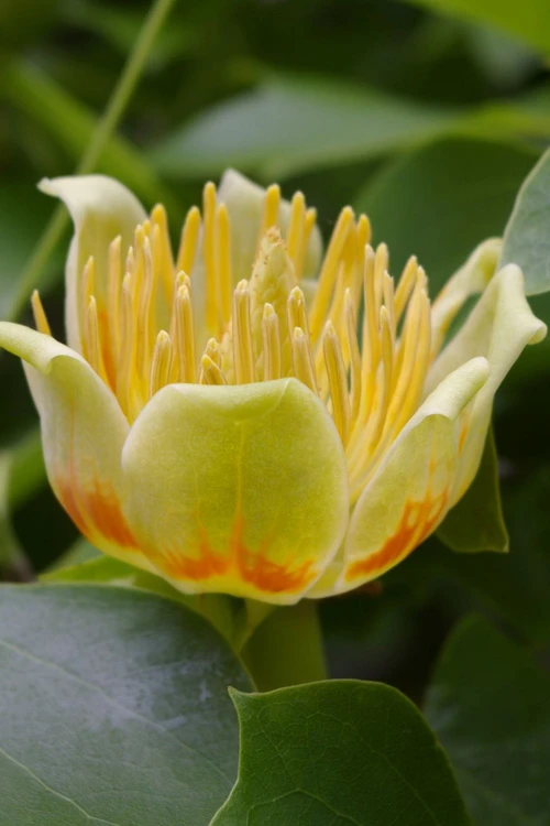 Tulip Poplar Tree (Liriodendron Tulipifera) - 3 Pack Of 1.5 Quart Pots 1 Tulip Poplar Tree (Liriodendron Tulipifera) - 3 Pack Of 1.5 Quart Pots