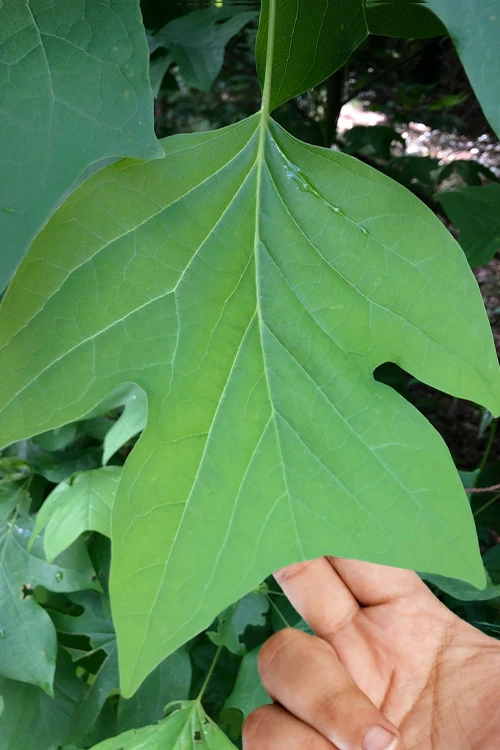 Tulip Poplar Tree - 1 Gallon Pot 4 Tulip Poplar Tree - 1 Gallon Pot - Image 4