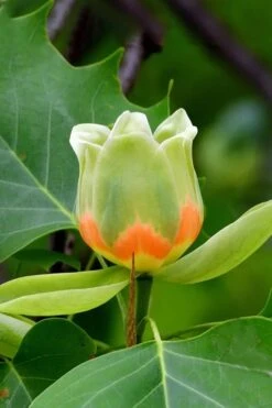 Tulip Poplar Tree (Liriodendron Tulipifera) - 3 Pack Of 1.5 Quart Pots -Wilson Bros Gardens liriodendron tulipifera yellow tulip poplar flower 6