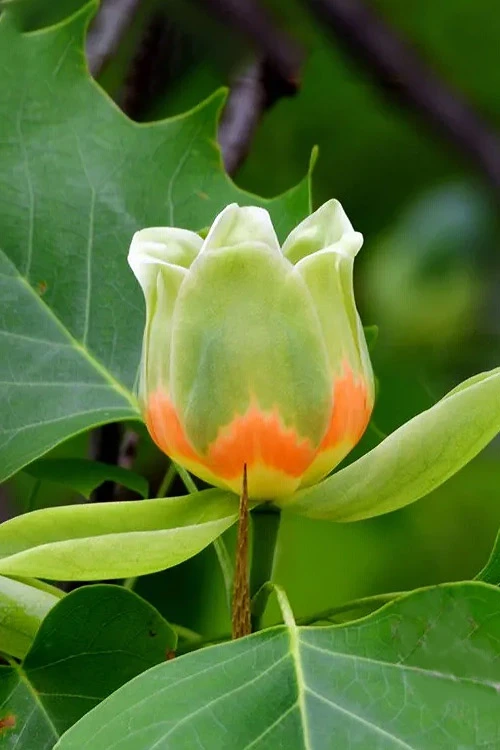 Tulip Poplar Tree (Liriodendron Tulipifera) - 3 Pack Of 1.5 Quart Pots 7 Tulip Poplar Tree (Liriodendron Tulipifera) - 3 Pack Of 1.5 Quart Pots - Image 7