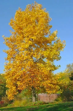 Tulip Poplar Tree - 1 Gallon Pot 16 Tulip Poplar Tree - 1 Gallon Pot -Wilson Bros Gardens liriodendron tulipifera yellow tulip poplar flower 7 2