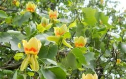 Tulip Poplar Tree (Liriodendron Tulipifera) - 3 Pack Of 1.5 Quart Pots -Wilson Bros Gardens liriodendron tulipifera yellow tulip poplar flower 8