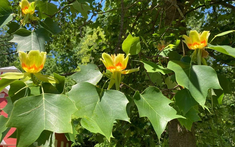 Tulip Poplar Tree - 1 Gallon Pot 9 Tulip Poplar Tree - 1 Gallon Pot - Image 9