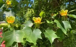 Tulip Poplar Tree (Liriodendron Tulipifera) - 3 Pack Of 1.5 Quart Pots -Wilson Bros Gardens liriodendron tulipifera yellow tulip poplar flower 9