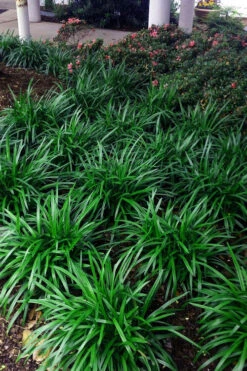 Royal Purple Liriope (Lilyturf) - 1 Gallon Pot 9 Royal Purple Liriope (Lilyturf) - 1 Gallon Pot -Wilson Bros Gardens liriope muscari royal purple 23