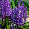 Royal Purple Liriope - Lilyturf - 3 Pack Of Pint Pots