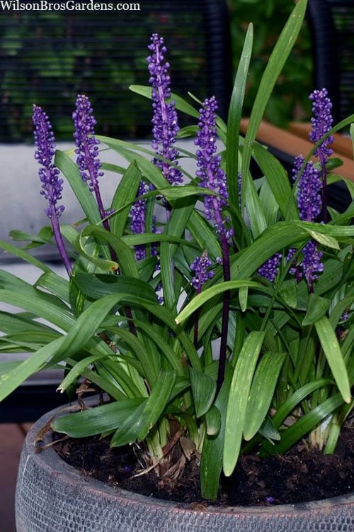 Royal Purple Liriope - Lilyturf - 18 Count Flats Of Pint Pots 7 Royal Purple Liriope - Lilyturf - 18 Count Flats Of Pint Pots - Image 7