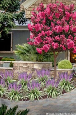 Variegated Liriope - Monkey Grass / Lilyturf - 10 Pack Of Pint Pots -Wilson Bros Gardens liriope muscari variegata variegated liriope lilyturf 2 5