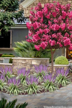 Variegated Liriope - Lilyturf - 54 Pack Of Pint Pots -Wilson Bros Gardens liriope muscari variegata variegated liriope lilyturf 2 7