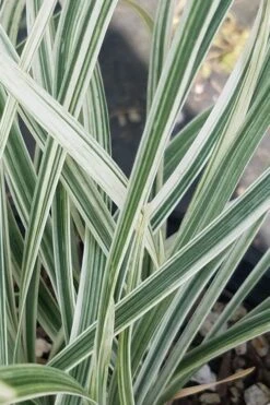 Silver Dragon Liriope - Lilyturf - 6 Pack Of Pint Pots -Wilson Bros Gardens liriope spicata silver dragon lilyturf 101