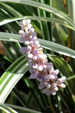 Silver Dragon Liriope - Lilyturf - 6 Pack Of Pint Pots -Wilson Bros Gardens liriope spicata silver dragon lilyturf 102