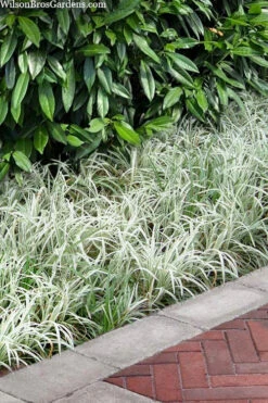 Silver Dragon Liriope - Lilyturf - 18 Count Flats Of Pint Pots -Wilson Bros Gardens liriope spicata silver dragon lilyturf 106 1