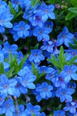 Grace Ward Lithodora - 5 Pack Of 4" Pots -Wilson Bros Gardens lithodora grace ward 12