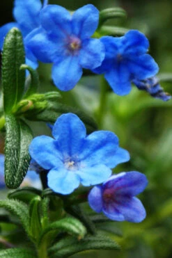 Grace Ward Lithodora - 5 Pack Of 4" Pots -Wilson Bros Gardens lithodora grace ward 5