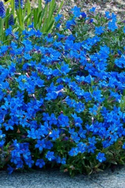Grace Ward Lithodora - 5 Pack Of 4" Pots -Wilson Bros Gardens lithodora grace ward 7