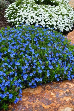 Grace Ward Lithodora - 5 Pack Of 4" Pots -Wilson Bros Gardens lithodora grace ward 8