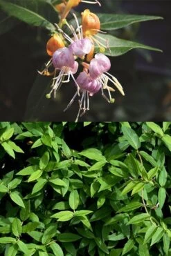 Candy Swirl Honeysuckle Vine (Lonicera) - 5 Gallon Pot -Wilson Bros Gardens lonicera candy swirl honeysuckle vine 3