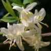 Fragrant Winter Honeysuckle Bush (Lonicera Fragrantissima) - 1 Gallon Pot