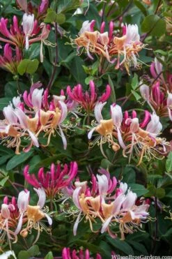 Serotina Fragrant Honeysuckle Vine - 1 Gallon Pot 12 Serotina Fragrant Honeysuckle Vine - 1 Gallon Pot -Wilson Bros Gardens lonicera periclymenum serotina fragrant honeysuckle vine 2