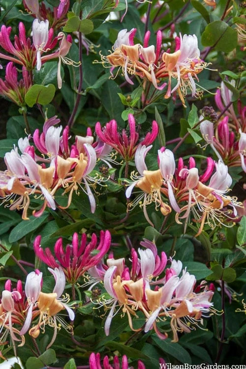 Serotina Fragrant Honeysuckle Vine - 1 Gallon Pot 6 Serotina Fragrant Honeysuckle Vine - 1 Gallon Pot - Image 6