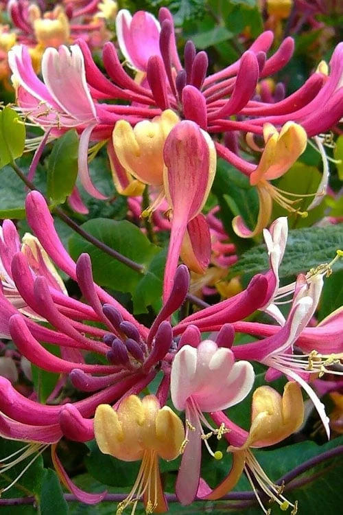 Serotina Fragrant Honeysuckle Vine - 1 Gallon Pot 7 Serotina Fragrant Honeysuckle Vine - 1 Gallon Pot - Image 7