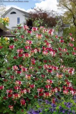 Serotina Fragrant Honeysuckle Vine - 1 Gallon Pot 10 Serotina Fragrant Honeysuckle Vine - 1 Gallon Pot -Wilson Bros Gardens lonicera periclymenum serotina fragrant honeysuckle vine 8