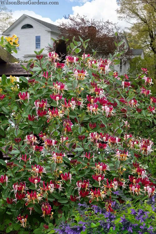 Serotina Fragrant Honeysuckle Vine - 1 Gallon Pot 4 Serotina Fragrant Honeysuckle Vine - 1 Gallon Pot - Image 4