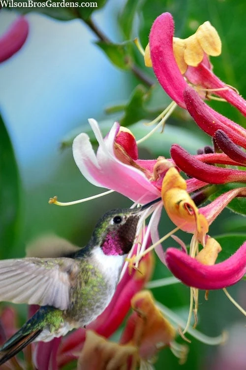 Serotina Fragrant Honeysuckle Vine - 1 Gallon Pot 5 Serotina Fragrant Honeysuckle Vine - 1 Gallon Pot - Image 5