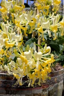 Scentsation Fragrant Yellow Honeysuckle - Lonicera Periclymenum - 3 Gallon Pot 13 Scentsation Fragrant Yellow Honeysuckle - Lonicera Periclymenum - 3 Gallon Pot -Wilson Bros Gardens lonicera scentsation fragrant yellow honeysuckle 101