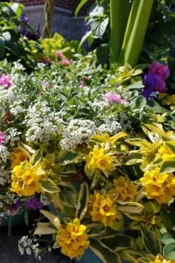 Waikiki Sunset Lysimachia - 5 Pack Of Quart Pots 10 Waikiki Sunset Lysimachia - 5 Pack Of Quart Pots -Wilson Bros Gardens lysimachia waikiki sunset 2