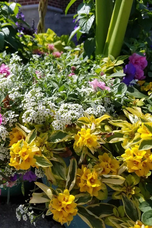 Waikiki Sunset Lysimachia - 5 Pack Of Quart Pots 4 Waikiki Sunset Lysimachia - 5 Pack Of Quart Pots - Image 4