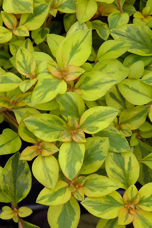 Waikiki Sunset Lysimachia - 5 Pack Of Quart Pots 7 Waikiki Sunset Lysimachia - 5 Pack Of Quart Pots - Image 7