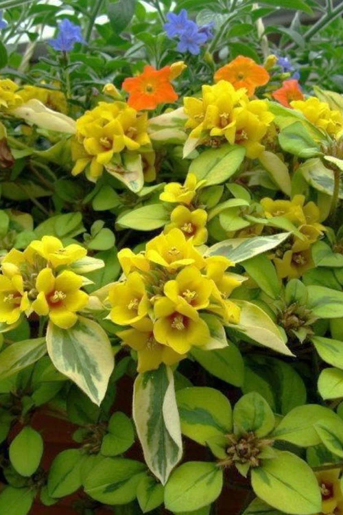 Waikiki Sunset Lysimachia - 5 Pack Of Quart Pots 1 Waikiki Sunset Lysimachia - 5 Pack Of Quart Pots