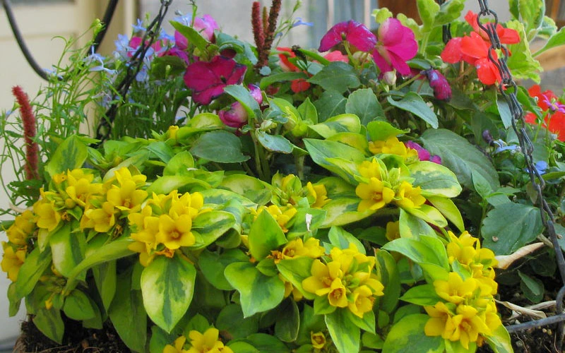Waikiki Sunset Lysimachia - 5 Pack Of Quart Pots 6 Waikiki Sunset Lysimachia - 5 Pack Of Quart Pots - Image 6