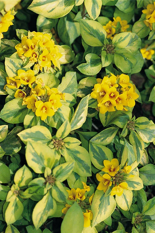 Waikiki Sunset Lysimachia - 5 Pack Of Quart Pots 5 Waikiki Sunset Lysimachia - 5 Pack Of Quart Pots - Image 5