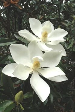 Alta Southern Magnolia - 7 Gallon Pot (4-5')