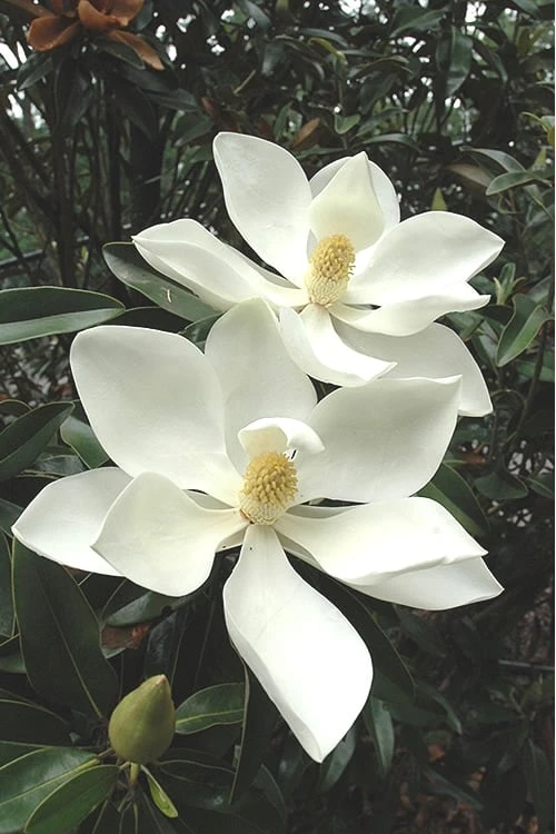 Alta Southern Magnolia - 7 Gallon Pot (4-5') 1 Alta Southern Magnolia - 7 Gallon Pot (4-5')