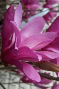 Ann Magnolia Tulip Tree - 2 Gallon Pot -Wilson Bros Gardens magnolia ann 30 1
